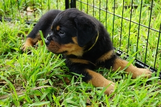 Rottweiler Puppy for sale in Miami, FL, USA