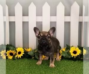 French Bulldog Puppy for sale in SCHERERVILLE, IN, USA