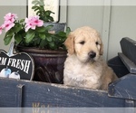 Small Photo #2 Goldendoodle Puppy For Sale in CEDAR HILL, TX, USA