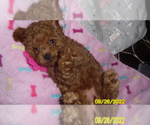 Poodle (Miniature) Puppy for sale in DULUTH, GA, USA