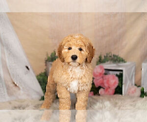 Goldendoodle-Poodle (Miniature) Mix Puppy for Sale in WARSAW, Indiana USA