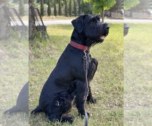 Father of the Schnauzer (Giant) puppies born on 03/26/2026