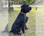 Small Photo #1 Schnauzer (Giant) Puppy For Sale in AROMAS, CA, USA