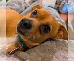 Small #4 Chiweenie