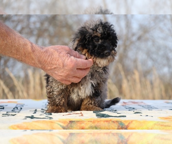 Medium Photo #40 ShihPoo Puppy For Sale in DYERSBURG, TN, USA