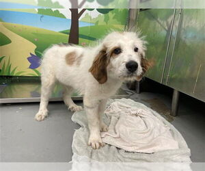 Border Collie Dogs for adoption in Waco, TX, USA