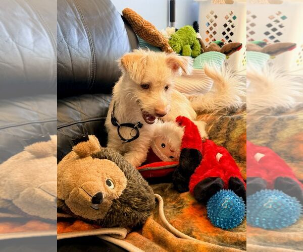 Medium Photo #2 Mutt Puppy For Sale in Cliffwood, NJ, USA