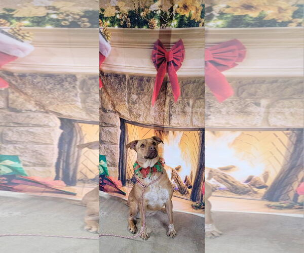 Medium Photo #4 Labrador Retriever-Red Heeler Mix Puppy For Sale in Stover, MO, USA