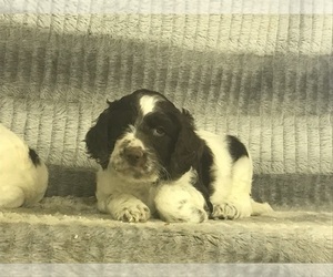 English Setterdoodle Puppy for sale in CHETEK, WI, USA