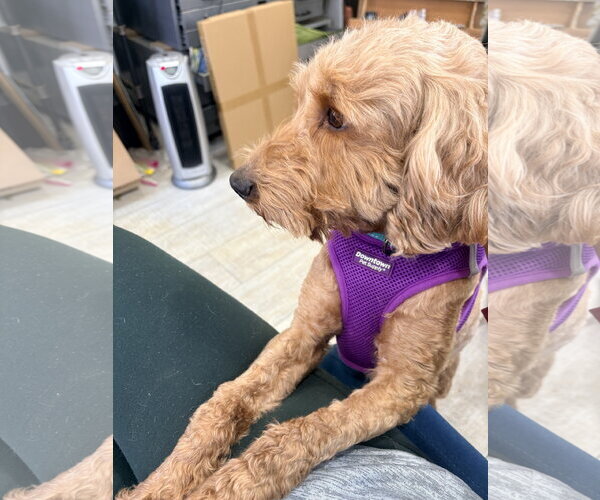 Medium Photo #3 Golden Retriever Puppy For Sale in Parker Ford, PA, USA
