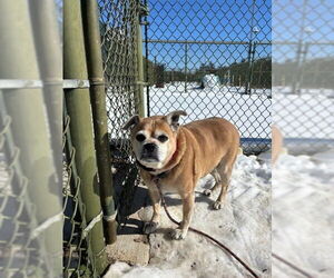 Pug-Unknown Mix Dogs for adoption in Waterford, VA, USA