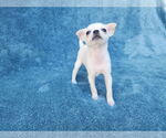 Small Photo #14 Chihuahua-Unknown Mix Puppy For Sale in San Francisco, CA, USA