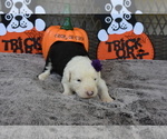 Small Photo #6 Old English Sheepdog Puppy For Sale in MARIONVILLE, MO, USA