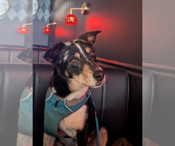 Medium Photo #6 Mutt Puppy For Sale in Aurora, CO, USA