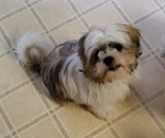Small Photo #15 Shih Tzu Puppy For Sale in SAINT CHARLES, MO, USA