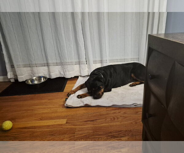 Medium Photo #2 Rottweiler Puppy For Sale in Hillsboro, NH, USA