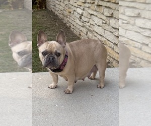 Mother of the French Bulldog puppies born on 10/18/2025