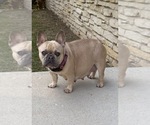 Small Photo #1 French Bulldog Puppy For Sale in SUSSEX, WI, USA