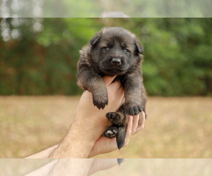 German Shepherd Dog Puppy for sale in BOVINA, MS, USA