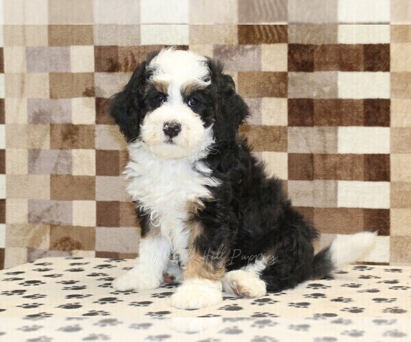 Medium Photo #1 Bernedoodle (Miniature) Puppy For Sale in DENVER, PA, USA