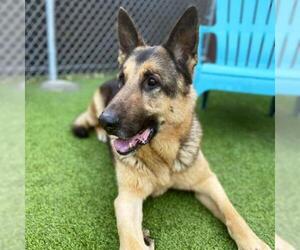 German Shepherd Dog Dogs for adoption in Camarillo, CA, USA