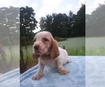 Small Photo #22 Basset Hound Puppy For Sale in PETERSBURG, IN, USA