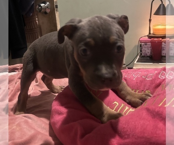 Medium Photo #1 American Bully Puppy For Sale in TRENTON, NJ, USA