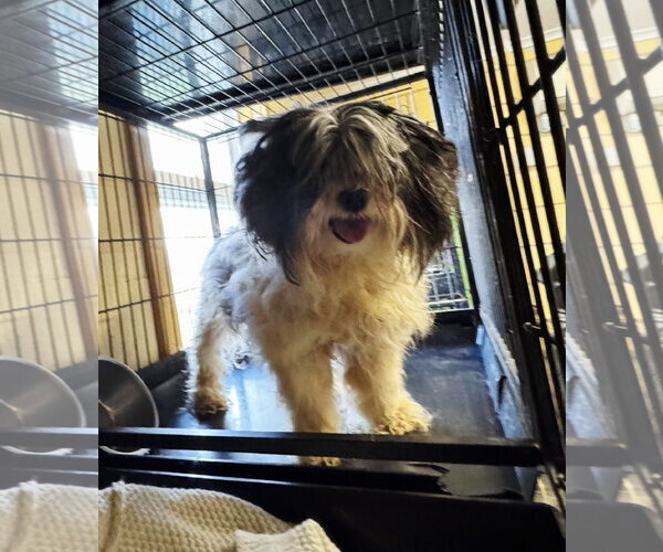 Medium Photo #1 Shih Tzu Puppy For Sale in Perth Amboy, NJ, USA