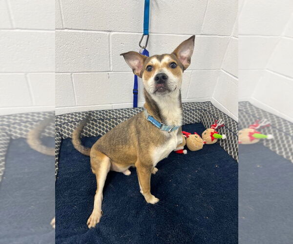 Medium Photo #2 Mutt Puppy For Sale in Pierceton , IN, USA