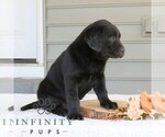 Small #1 Labrador Retriever