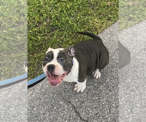 American Bully Mikelands  Puppy for sale in SANFORD, FL, USA