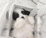 Small Photo #4 Miniature Bernedoodle Puppy For Sale in NORTH LAWRENCE, OH, USA