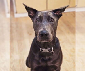 Doberman Pinscher-Weimaraner Mix Dogs for adoption in Chicago, IL, USA