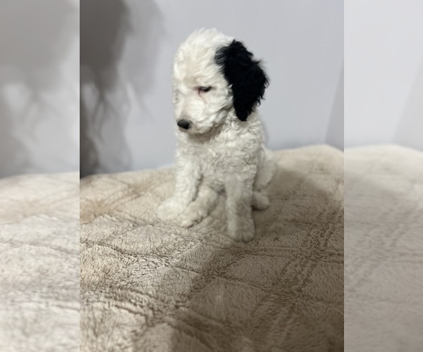 Medium Photo #2 Sheepadoodle Puppy For Sale in YATES CENTER, KS, USA