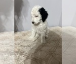 Small Photo #2 Sheepadoodle Puppy For Sale in YATES CENTER, KS, USA
