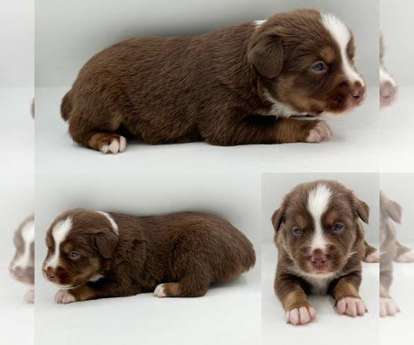 Medium Photo #2 Miniature Australian Shepherd Puppy For Sale in BROOKER, FL, USA