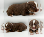 Small #1 Miniature Australian Shepherd