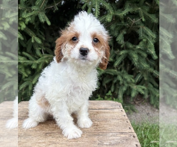 Medium Photo #5 Golden Mountain Doodle Puppy For Sale in MIDDLEBURY, IN, USA
