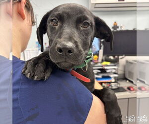 Labrador Retriever-Retriever Mix Dogs for adoption in Washington, DC, USA