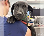 Small Labrador Retriever-Retriever Mix