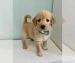 Small Photo #10 Aussiedoodle-Labradoodle Mix Puppy For Sale in BRYANTOWN, MD, USA