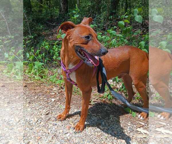 Medium Photo #2 Mutt Puppy For Sale in Farmerville, LA, USA