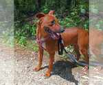 Small #1 Mutt