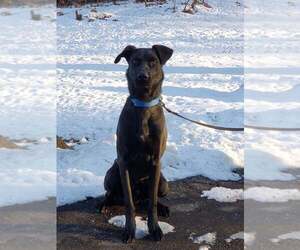 Buddy - Male Mutt Dog for Adoption - Photo #3