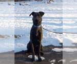 Small #2 Mutt