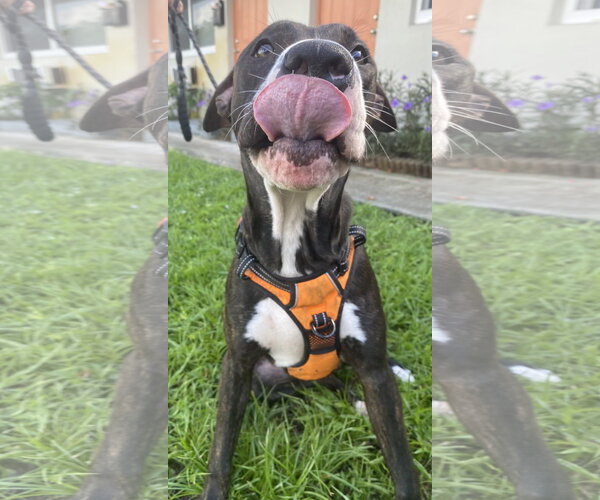 Medium Photo #2 Mutt Puppy For Sale in Miami, FL, USA