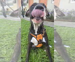 Small Photo #2 Mutt Puppy For Sale in Miami, FL, USA