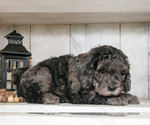 Small Photo #15 Miniature Labradoodle Puppy For Sale in SUGARCREEK, OH, USA