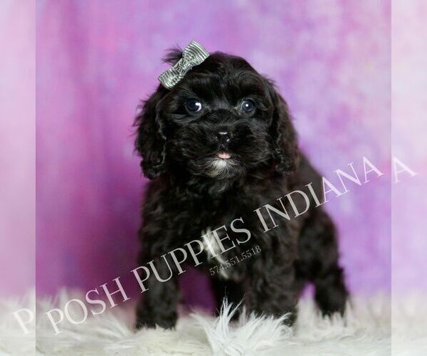 Medium Photo #60 Cavapoo (Miniature) Puppy For Sale in WARSAW, IN, USA