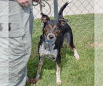 Small #2 Australian Shepherd Mix